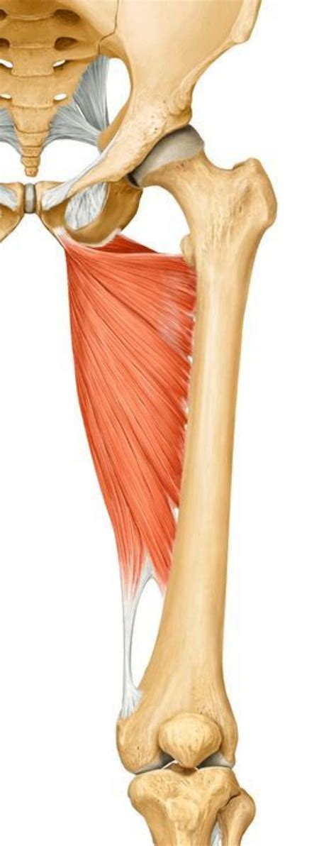 The Adductor Magnus - Muscle of The Month | Muscle anatomy, Anatomy, Hip anatomy