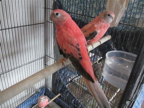 Young, Tame Rosy Bourke Parakeets Parakeets, Parrots, Bird Gif, Aviary, Tame, Feathered ...