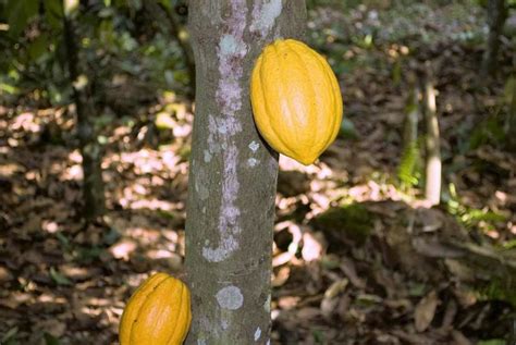 Organic Cocoa Production - Farming, Cultivation, Plantation | Agri Farming