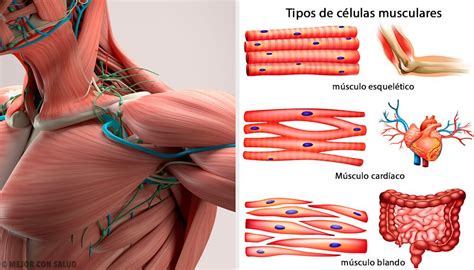 ¿Qué es el huso muscular y cómo funciona? | Tipos de musculos, Músculos ...