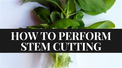 Basics of the Practice of Stem Cuttings - Peter Greenfield