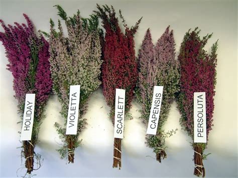 Erica Assorted Mix - Heather (Erica) - Flowers and Fillers - Flowers by ...