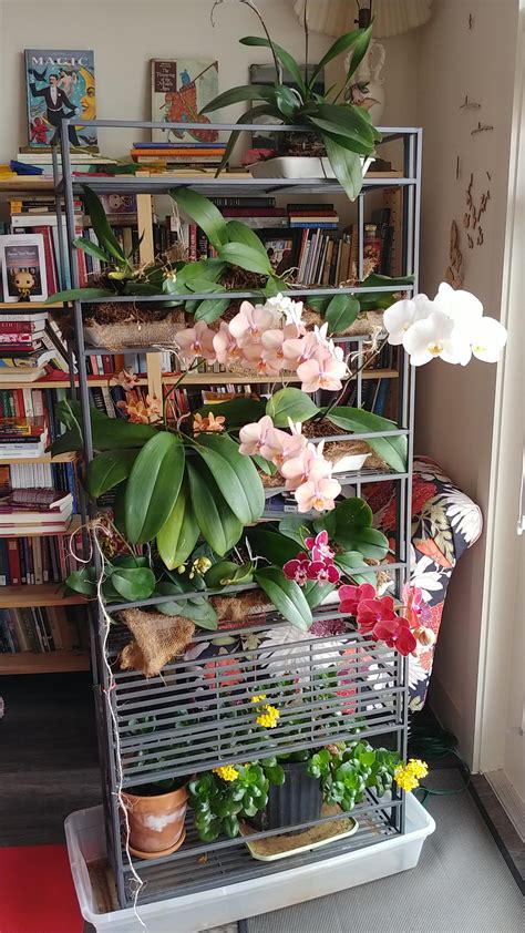 My Indoor Orchid Garden : r/orchids