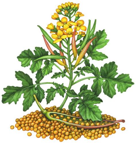 Botanical illustration of a mustard plant with yellow flowers, seed ...