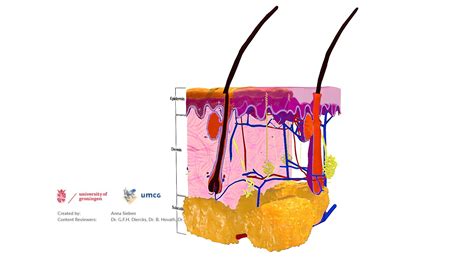 Anatomy of the skin - Download Free 3D model by E-learning UMCG ...