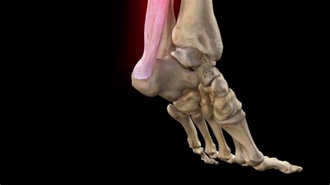 Achilles Tendon Diagram : Leg Knee To Ankle Superficial Posterior View ...