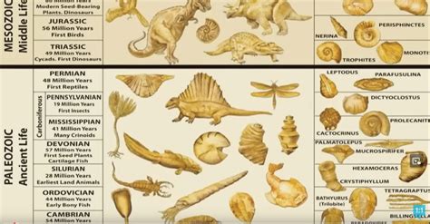 The Geologic Column and Fossil Record in 22 minutes — Fulcrum7