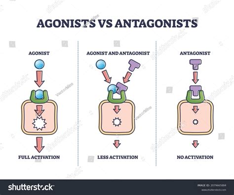 Agonists Vs Antagonists Drugs Behavior Receptor Stock Vector (Royalty ...