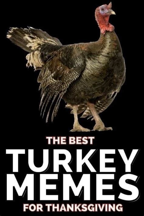 Turkey Funny Memes Thanksgiving Memes - Perpustakaan Sekolah