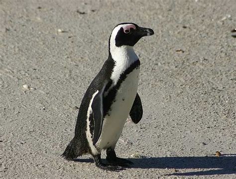 African Penguin - Animal Facts and Information