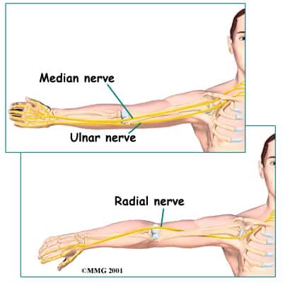 Radial Nerve Injuries - Dennis M. Lox, M.D. - Regenerative Medicine