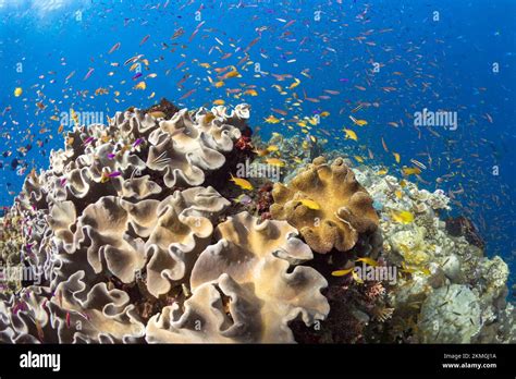 Biodiversity of coral reef system - Asortment of tropical reef fish ...