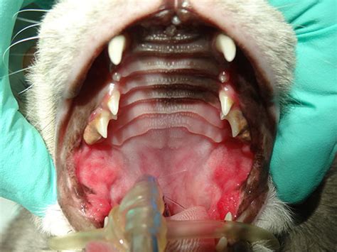 Feline Stomatitis Therapy - Veterinary Dental Services