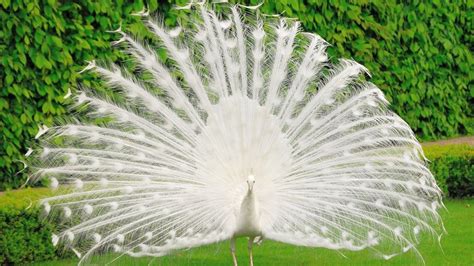 White Peacock Wallpaper HD - Live Wallpaper HD