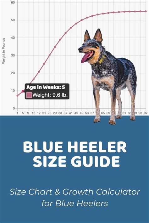 Blue Heeler Size Guide: How Big Do Australian Cattle Dogs Get? - Puppy Weight Calculator