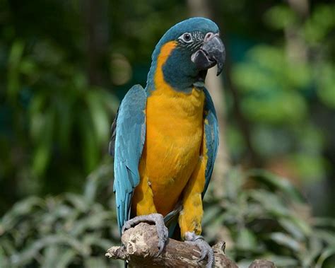 Blue-Throated Macaw Facts, Pet Care, Temperament, Pictures | Singing Wings Aviary