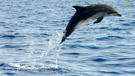 Whalewatching in Madeira in August 2015 | Madeira Whales