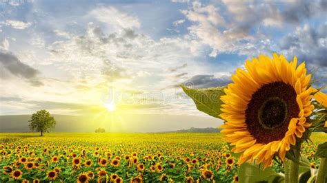 17,980 Sunflower Sunrise Stock Photos - Free & Royalty-Free Stock Photos from Dreamstime