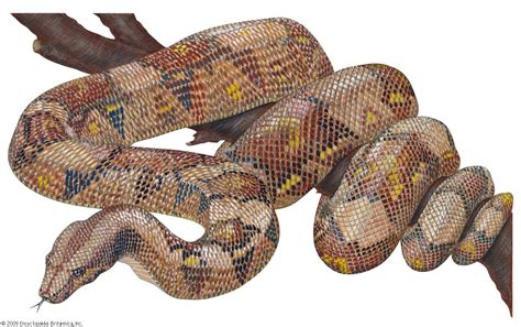 Red-tailed boa | snake | Britannica