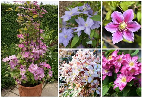 20 Different Types of Clematis (Photos) - Garden Lovers Club