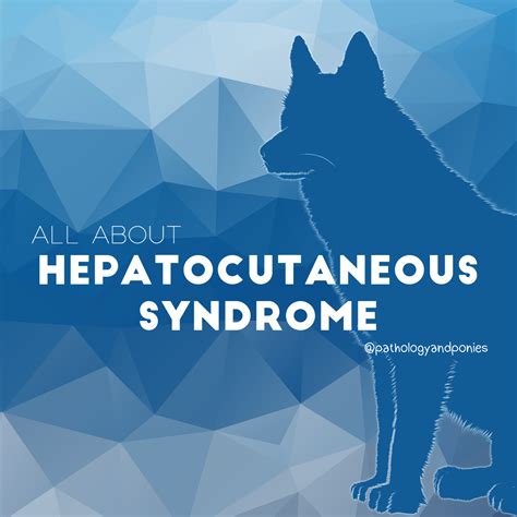 Hepatocutaneous Syndrome - Pathology and Ponies