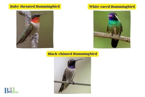 Names For A Hummingbird