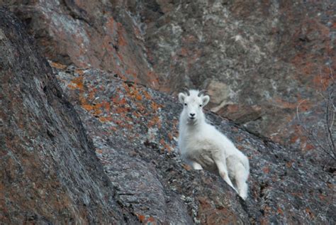 Dall Sheep – ALASKA WILDLIFE ADVENTURES