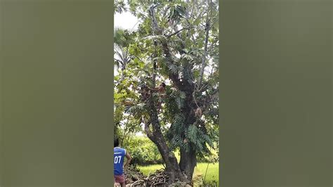 climbing fruit tree #fruitfarming #kulo - YouTube