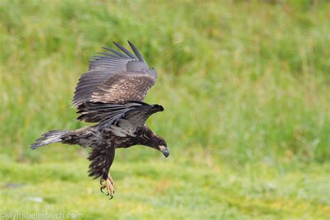 Wildlife of Katmai National Park: Why Preserving Wild Spaces Is Important