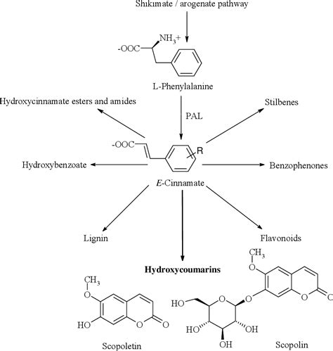 Figure 1 from Biosynthesis of scopoletin and scopolin in cassava roots ...