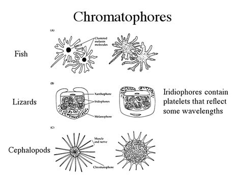 Chromatophores