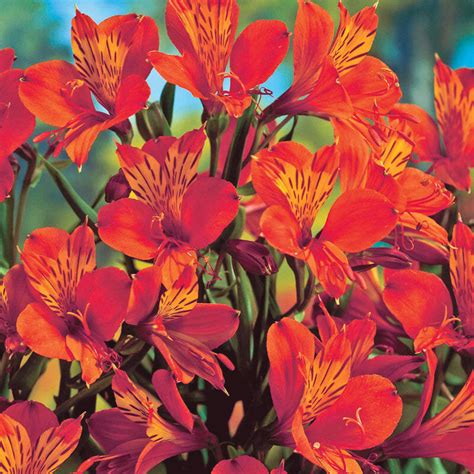 Shop Orange King Peruvian Lily | Breck's