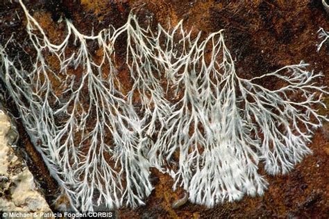 Network of fungus could help fight climate change and pandemics, experts claim | Daily Mail Online