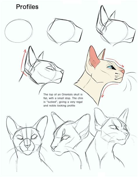 12 easy tutorials how to draw a cat - How To Draw Tutorials