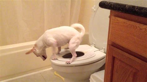 Doggy Poos in the Toilet - YouTube