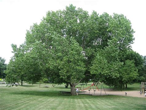 Nebraska state tree. Cottonwood. | North platte, Nebraska, Falls city