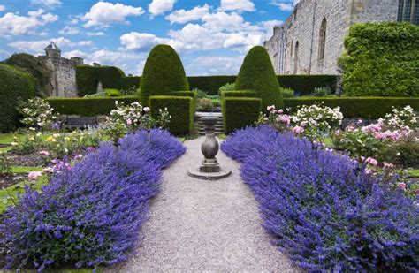 How to Plant a Lavender Hedge (& 12 Reasons Why You Should)