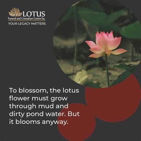 Lotus Funeral and Cremation Centre (@lotus_funeral) | Twitter