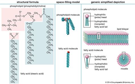 lipid | Definition, Structure, Examples, Functions, Types, & Facts ...