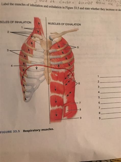 Solved Label the muscles of inhalation and exhalation in | Chegg.com