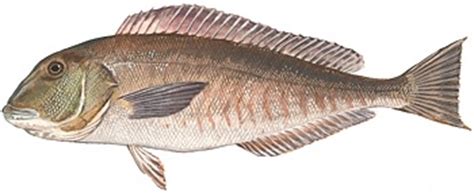 Tilefish - Size, Reproductive Season, Habitat, Species and Mercury