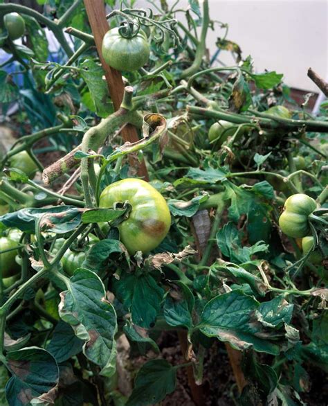 Tomato blight - kesilbiz