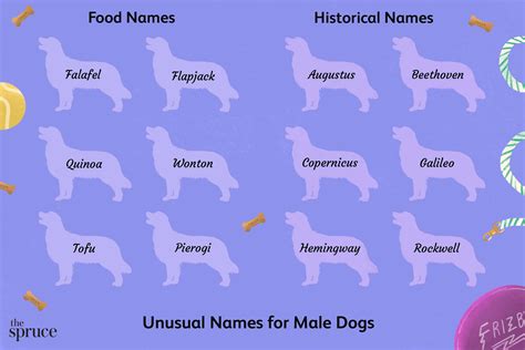 200+ Unique Male Dog Names