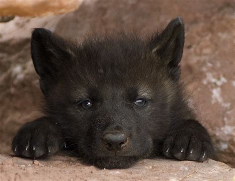 wolf cub | Wolf cub looking out of the rocks. | Lowell | Flickr