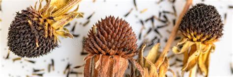 Dried Rudbeckia Flower Heads. Collecting Seeds for Propagation. Gardening Background. Stock ...