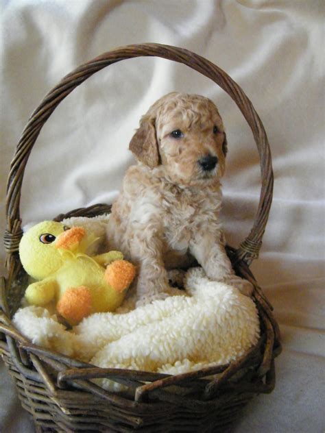 Goldendoodle Puppies For Sale | Midland, MI #273954