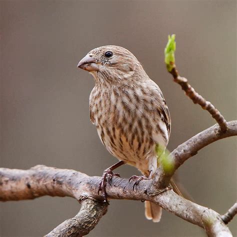 Female Finch Bird Pictures: Capturing Their Beauty In Your Photos ...