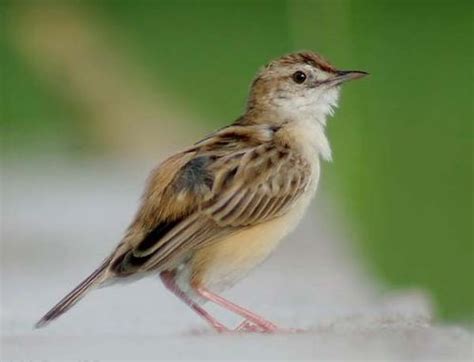 Zitting Cisticola (Cisticola juncidis)