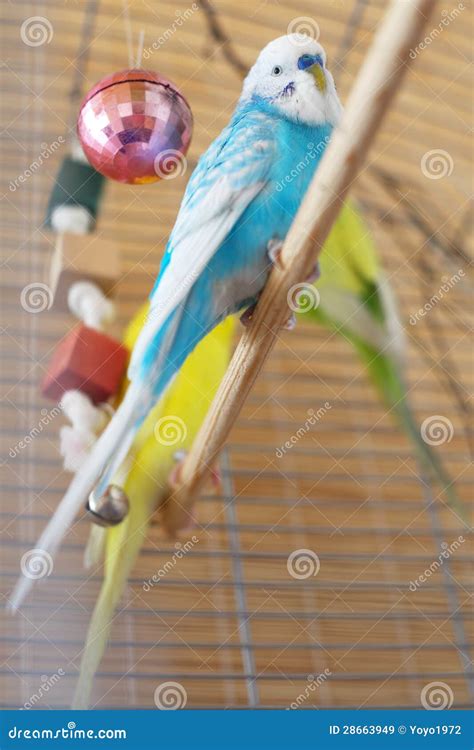 Blue Budgerigar Sitting in the Cage Stock Image - Image of decorative ...