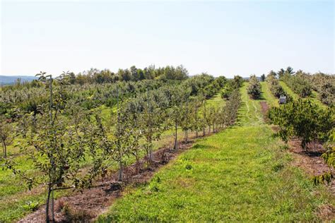 Apple Hill Farm – apples, peaches, pumpkin, pie and more - The Concord Insider